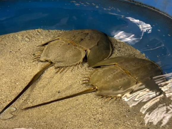 The two horseshoe crabs housed in OCRF