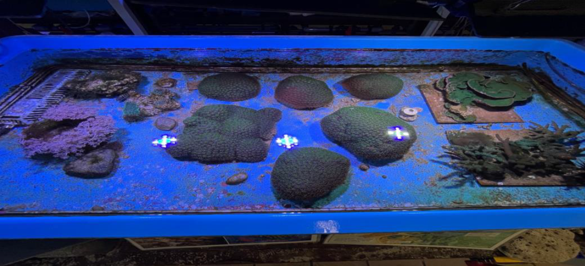 Hard corals (in green), soft corals (in pink)