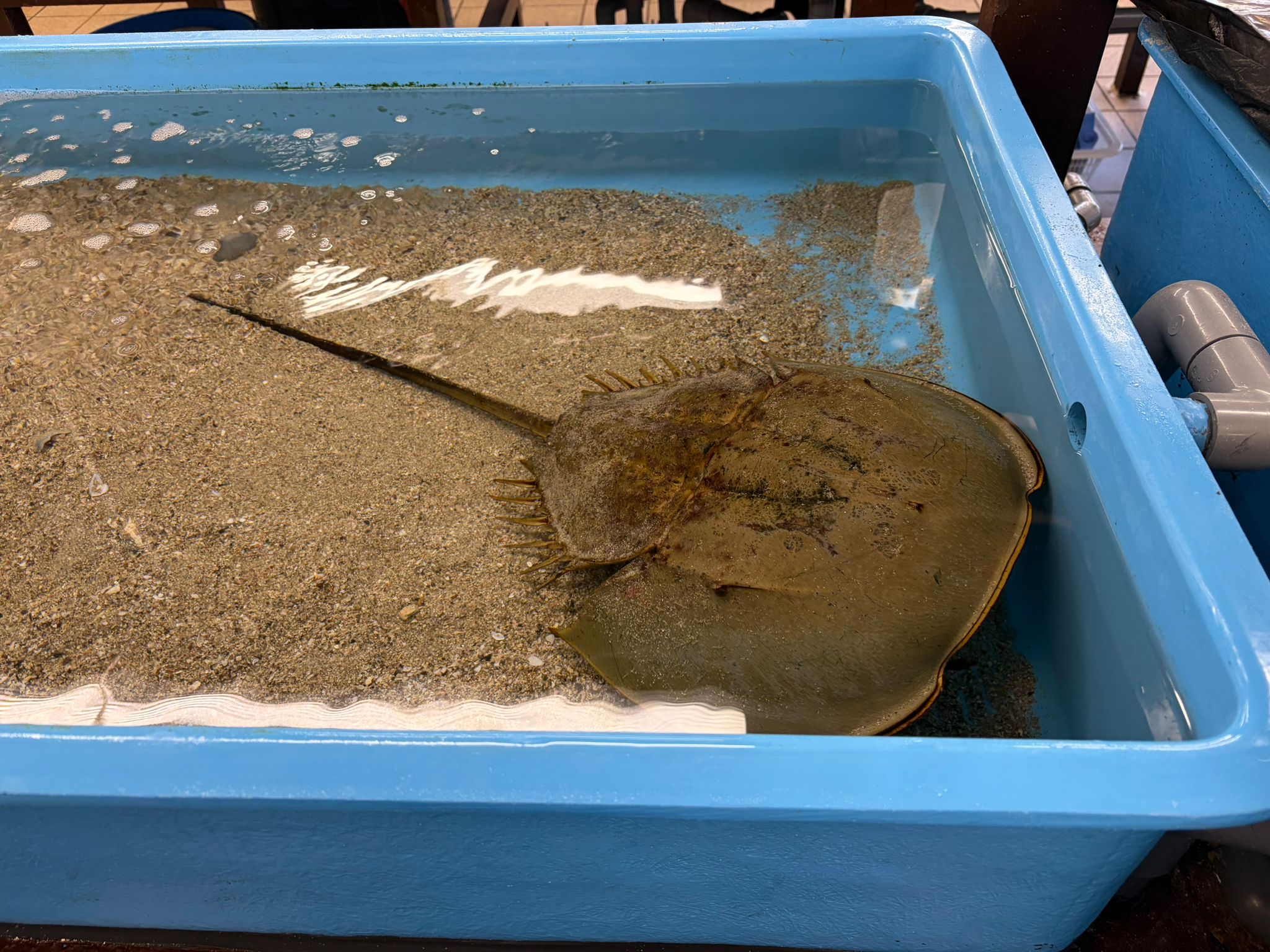 Horseshoe crab
