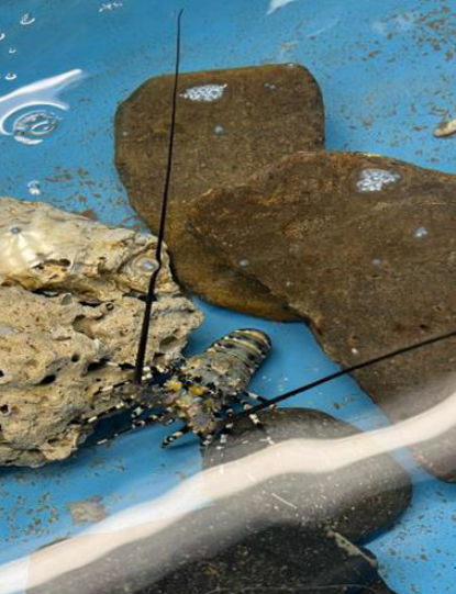 Shell of small lobster, housed in OCRF now