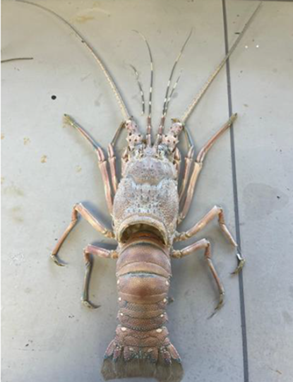 Molted shell from one of our lobsters before