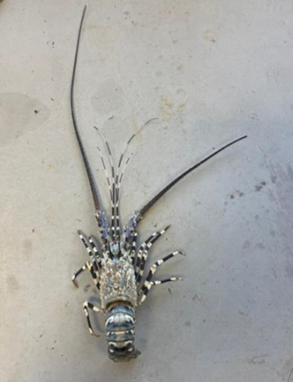 lobster3